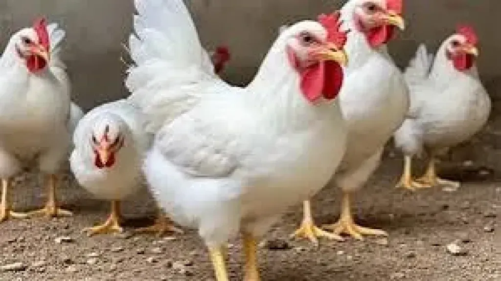 129598