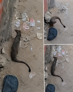 "أقفلوا الأبواب".. ظهور حيوان غريب بذيل طويل في الفيوم يثير حالة من الجدل