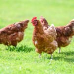 Free and happy hens