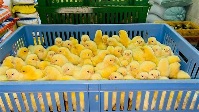 817