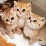 FB_IMG_1786206755993