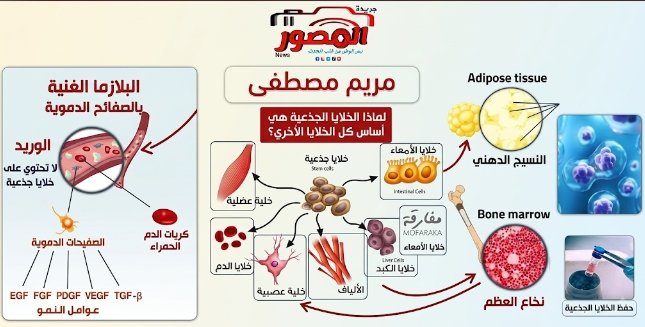 3 قرارات جديدة لتنظيم التعامل مع الخلايا الجذعية في مصر