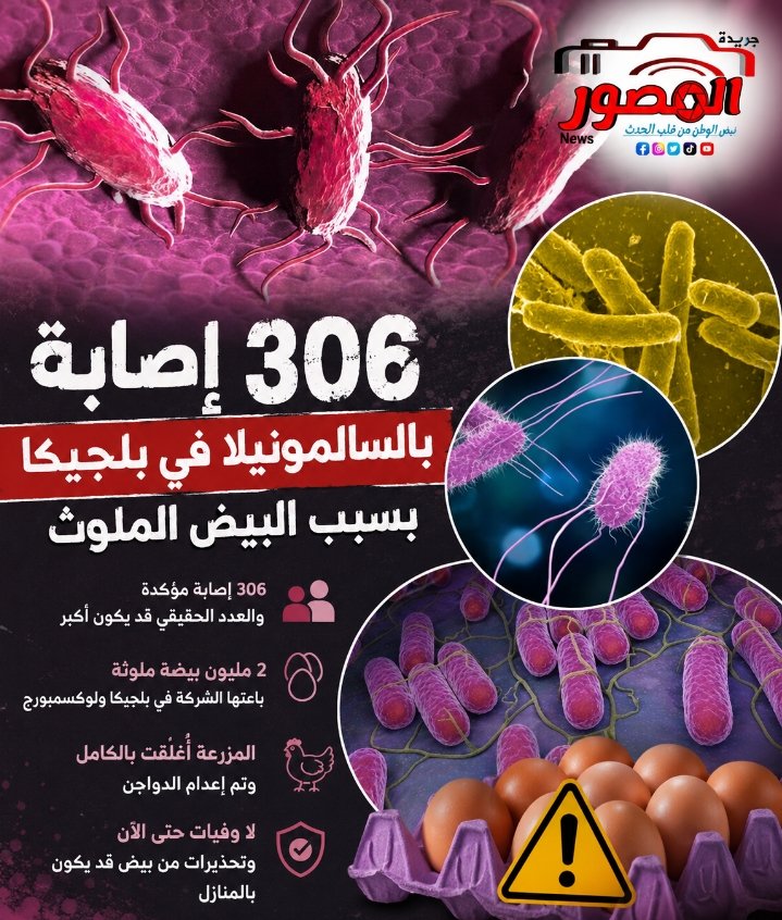 2 مليون بيضة و306 إصابات.. تفشي السالمونيلا يهز بلجيكا