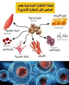 3 قرارات جديدة لتنظيم التعامل مع الخلايا الجذعية في مصر